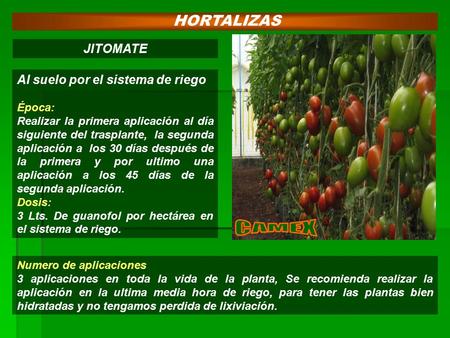 CAMEX HORTALIZAS JITOMATE Al suelo por el sistema de riego Época: