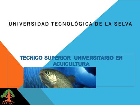 UNIVERSIDAD TECNOLÓGICA DE LA SELVA. OBJETIVOS DEL PROGRAMA DE ESTUDIO GENERAL: Formar Técnicos Superior Universitarios que coordinen y desarrollen la.