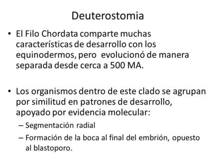 Deuterostomia El Filo Chordata comparte muchas características de desarrollo con los equinodermos, pero evolucionó de manera separada desde cerca a 500.