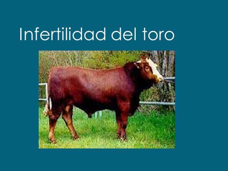 Infertilidad del toro.