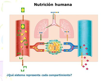 Nutrición humana ¿Qué sistema representa cada compartimiento?