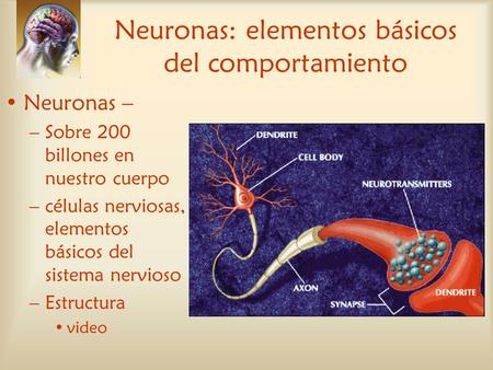 Neuronas: elementos básicos del comportamiento