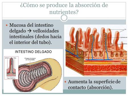 ¿Cómo se produce la absorción de nutrientes?