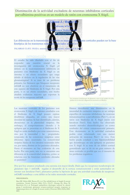 Disminución de la actividad excitadora de neuronas inhibidoras corticales parvalbúmina-positivas en un modelo de ratón con cromosoma X frágil. Gibson J.;