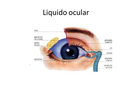 Liquido ocular.