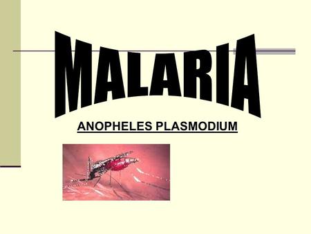 MALARIA ANOPHELES PLASMODIUM.