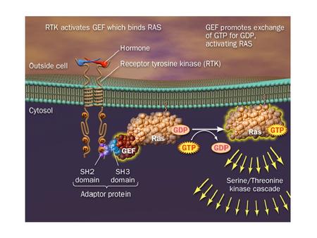 AF-6 Uniones hendidura RGL PLD PI3K Akt Raf MAPK Rin1 BCR Mekk JNK Nore-1 ?? EFECTOS BIOLOGICOS.