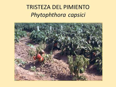TRISTEZA DEL PIMIENTO Phytophthora capsici