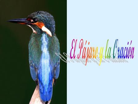 El Pájaro y la Oración.