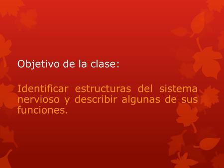 Objetivo de la clase: Identificar estructuras del sistema nervioso y describir algunas de sus funciones.
