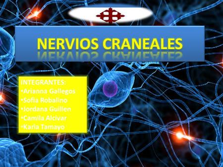 NERVIOS CRANEALES INTEGRANTES: Arianna Gallegos Sofia Robalino
