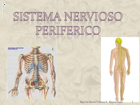 SISTEMA NERVIOSO PERIFERICO