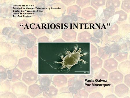 “ACARIOSIS INTERNA” Paula Gálvez Paz Mocarquer Universidad de Chile