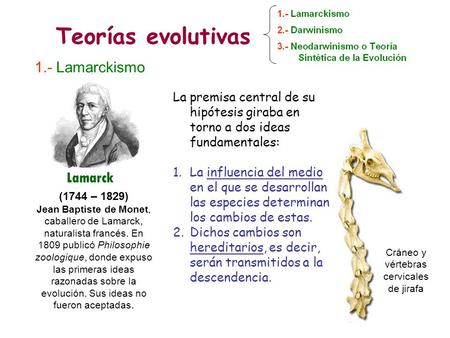 Cráneo y vértebras cervicales de jirafa