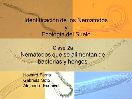 Identificación de los Nematodos y Ecología del Suelo