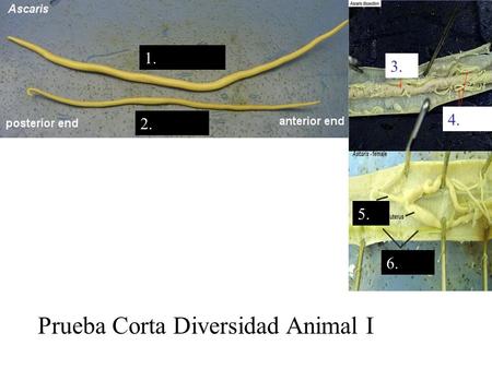Prueba Corta Diversidad Animal I