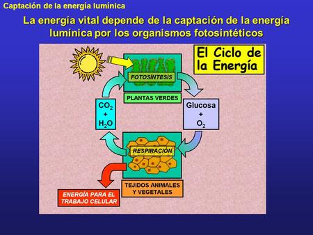 Los primeros organismos fotoautótrofos oxigénicos (cianobacterias) fueron responsables de la atmósfera actual.