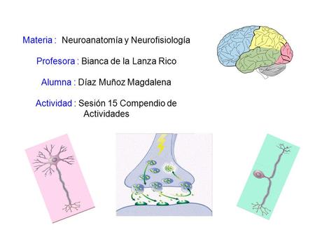 Materia : Neuroanatomía y Neurofisiología Profesora : Bianca de la Lanza Rico Alumna : Díaz Muñoz Magdalena Actividad : Sesión 15 Compendio de Actividades.