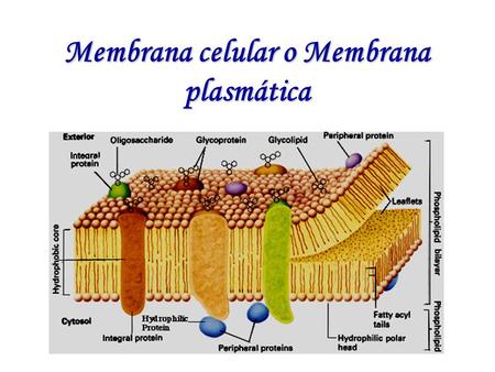 Membrana celular o Membrana plasmática