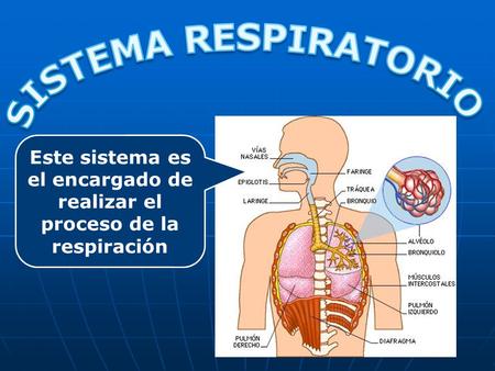 Este sistema es el encargado de realizar el proceso de la respiración