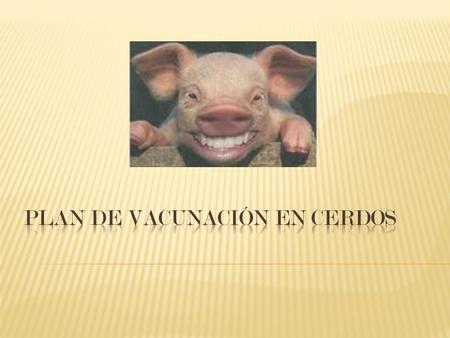 PATOGENONOMBRES COMERCIALES APLICACIÓNBOOSTER PARVOVIRUS LEPTOSPIRA ERISIPELA PARVO LEPTO 8DURANTE LOS 5 DÍAS PREVIOS AL DESTETE 21 DÍAS MAS TARDE CIRCOVIRUSCIRCOVAC.
