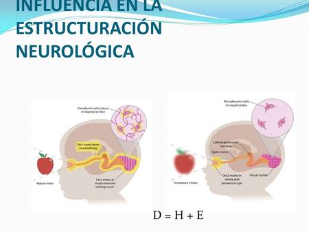 EL ENTORNO EJERCE ALTA INFLUENCIA EN LA ESTRUCTURACIÓN NEUROLÓGICA