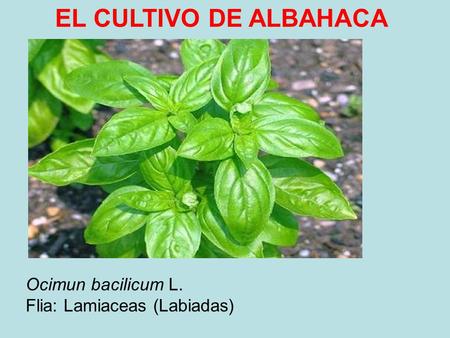 EL CULTIVO DE ALBAHACA Ocimun bacilicum L. Flia: Lamiaceas (Labiadas)