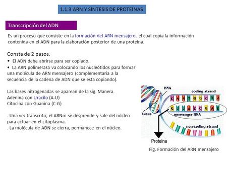 Fig. Formación del ARN mensajero