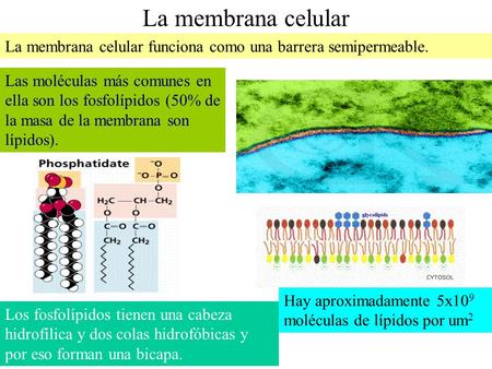 La membrana celular La membrana celular funciona como una barrera semipermeable. Las moléculas más comunes en ella son los fosfolípidos (50% de la masa.