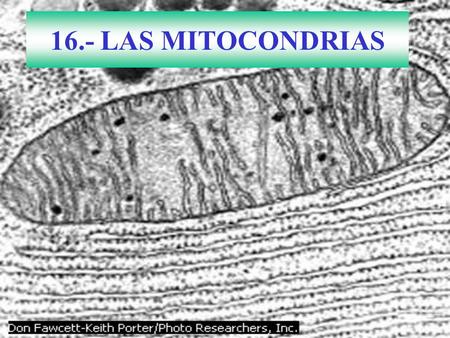 16.- LAS MITOCONDRIAS.