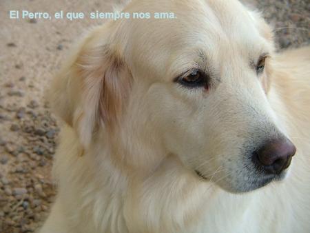 El Perro, el que siempre nos ama.. Su amor y su fidelidad es lo que nos hace sentirnos realmente “humanos”, rescatar desde la cima de nuestra conciencia.