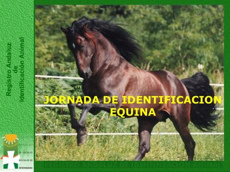 JORNADA DE IDENTIFICACION EQUINA. 1-Propietario/ganadero avisa a veterinario. 2-Veterinario acude explotación. 3-Veterinario accede RAIA y completa.