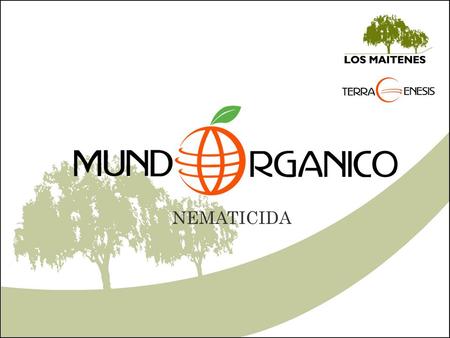 NEMATICIDA. Hongos Nematófagos Existen tres categorías funcionales. Atrapadores son depredadores no específicos, no siempre son suficiente para efectuar.