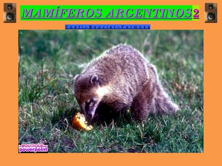 MAMÍFEROS ARGENTINOS 2 C o a t í – B o u v i e r – F o r m o s a.