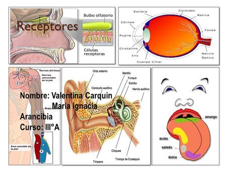 Receptores Nombre: Valentina Carquin Maria Ignacia Arancibia