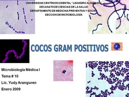 COCOS GRAM POSITIVOS Microbiología Médica I Tema # 10