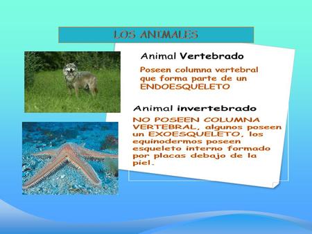 LOS ANIMALES INVERTEBRADOS ¿cómo los identifico?: