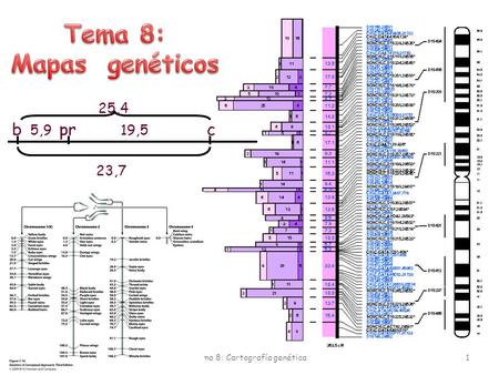 Tema 8: Cartografía genética