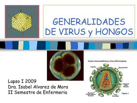 GENERALIDADES DE VIRUS y HONGOS