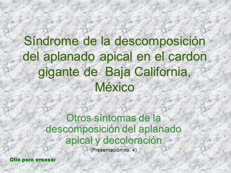 Síndrome de la descomposición del aplanado apical en el cardon gigante de Baja California, México Otros síntomas de la descomposición del aplanado apical.