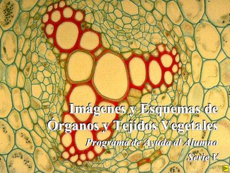 Imágenes y Esquemas de Órganos y Tejidos Vegetales