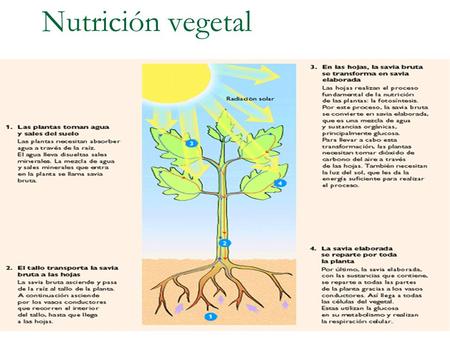 Nutrición vegetal.