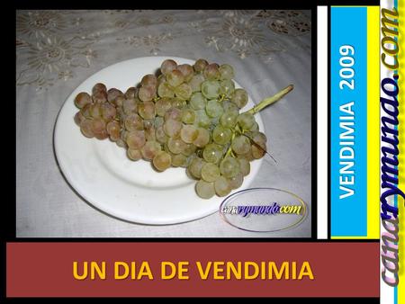 UN DIA DE VENDIMIA VENDIMIA 2009 COMIENZA LA RECOGIDA DE LA UVA.