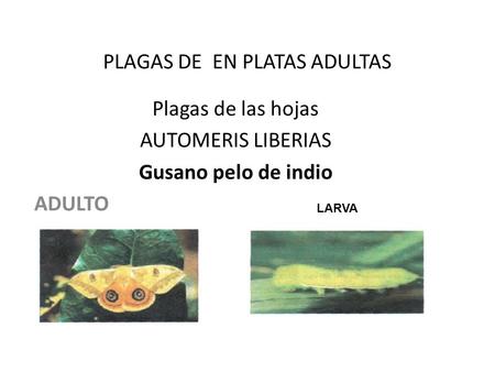 PLAGAS DE EN PLATAS ADULTAS