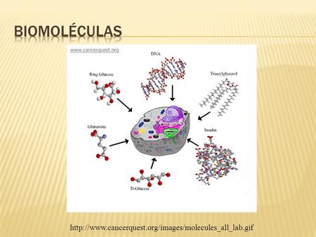 BIOMOLÉCULAS http://www.cancerquest.org/images/molecules_all_lab.gif.
