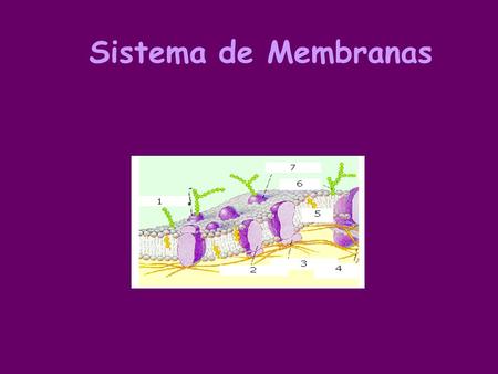 Sistema de Membranas.