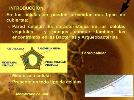 En las células se pueden presentar dos tipos de cubiertas: