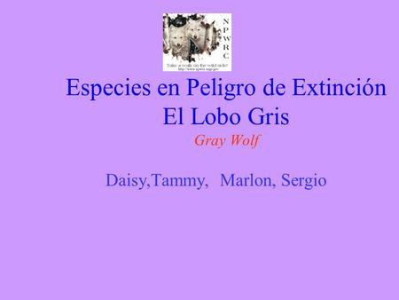 Especies en Peligro de Extinción El Lobo Gris Gray Wolf