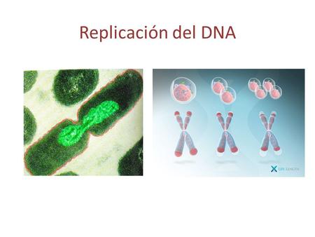 Replicación del DNA.