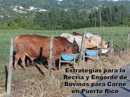 Figura 1. Tendencias en el Consumo Per Cápita de Carne de Res y el Incremento Poblacional (1950 – 2006) Datos tomados de la Oficina de Estadísticas Agrícolas,